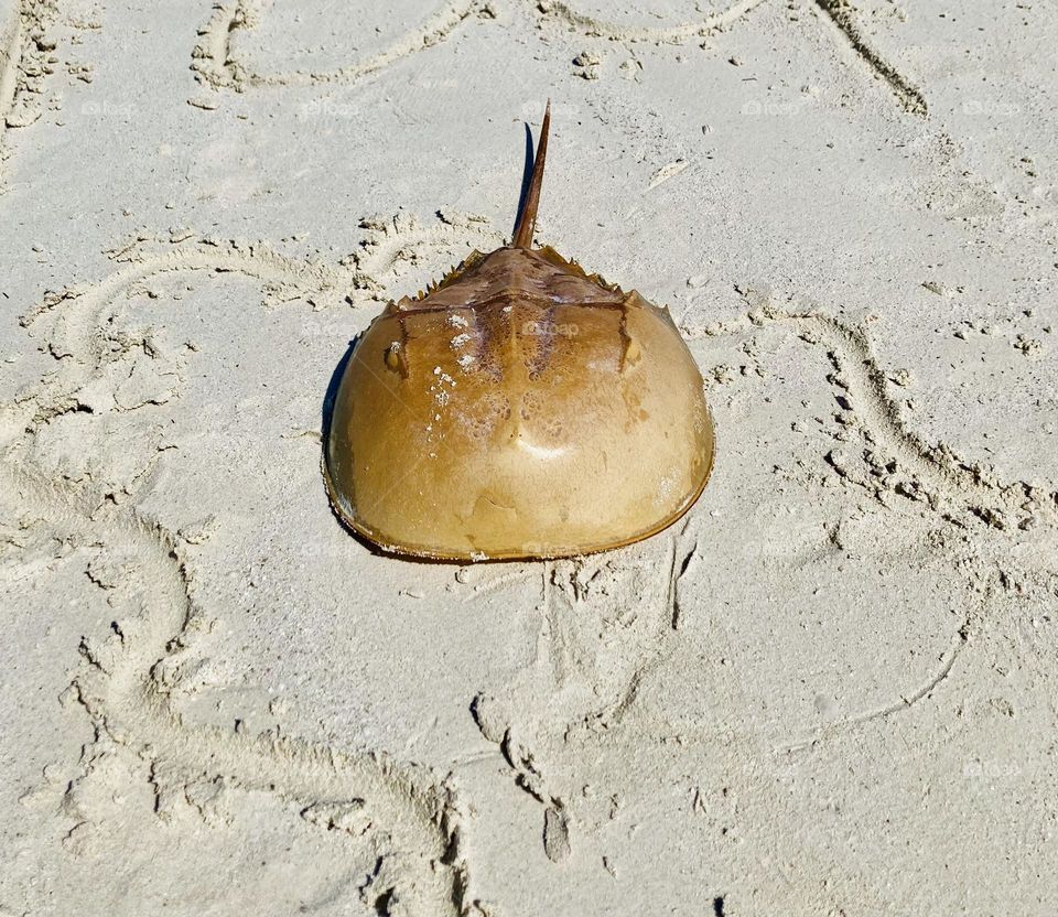 A prehistoric looking horseshoe crab on the beach.