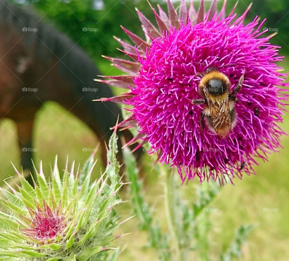 nature closeup