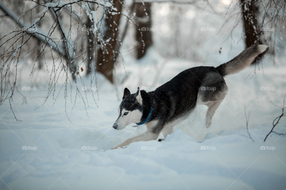 Walking with husky in winter park