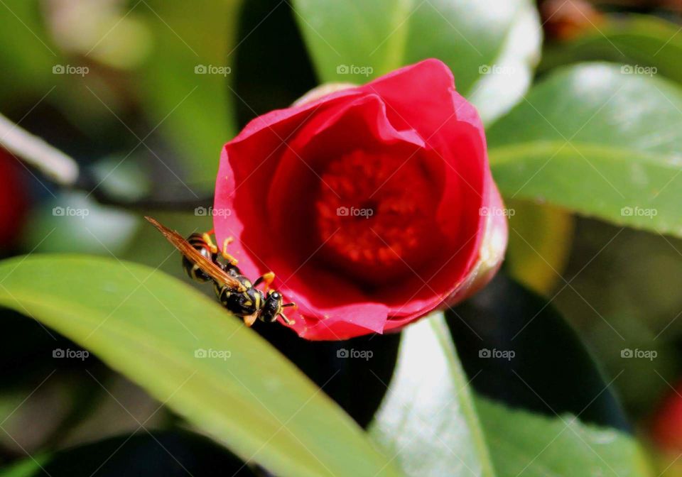 Wasp on red flower