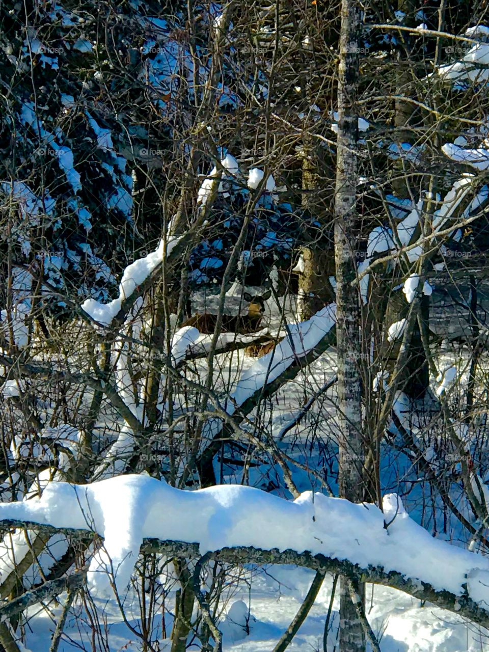 A doe bedded down in the snow