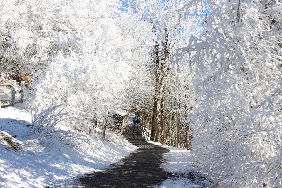 View of footpath in forest during winter