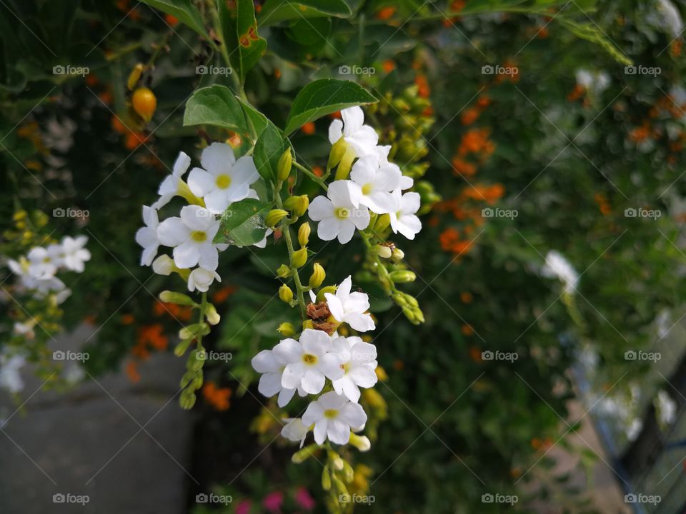 White flowers gloden dew drop