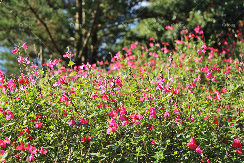 Gulf of Morbihan Brittany France