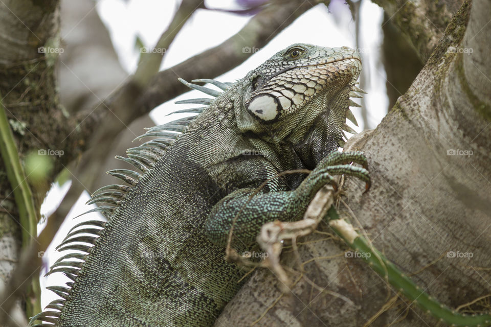 iguana.