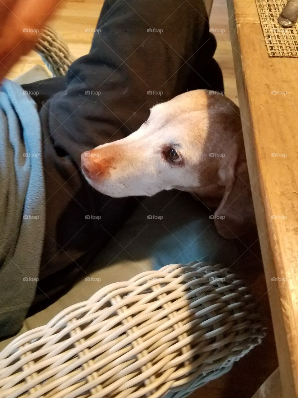 Dogs of the USA! Peeking under table!