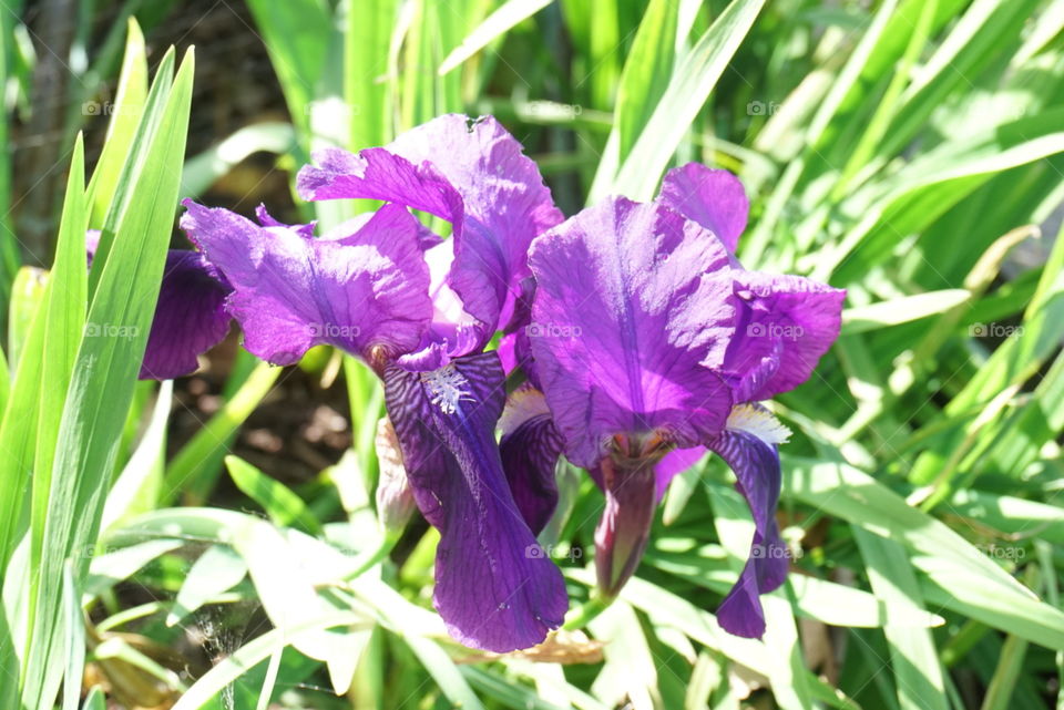 Sweet Violet
Viola Family
Spring 
California