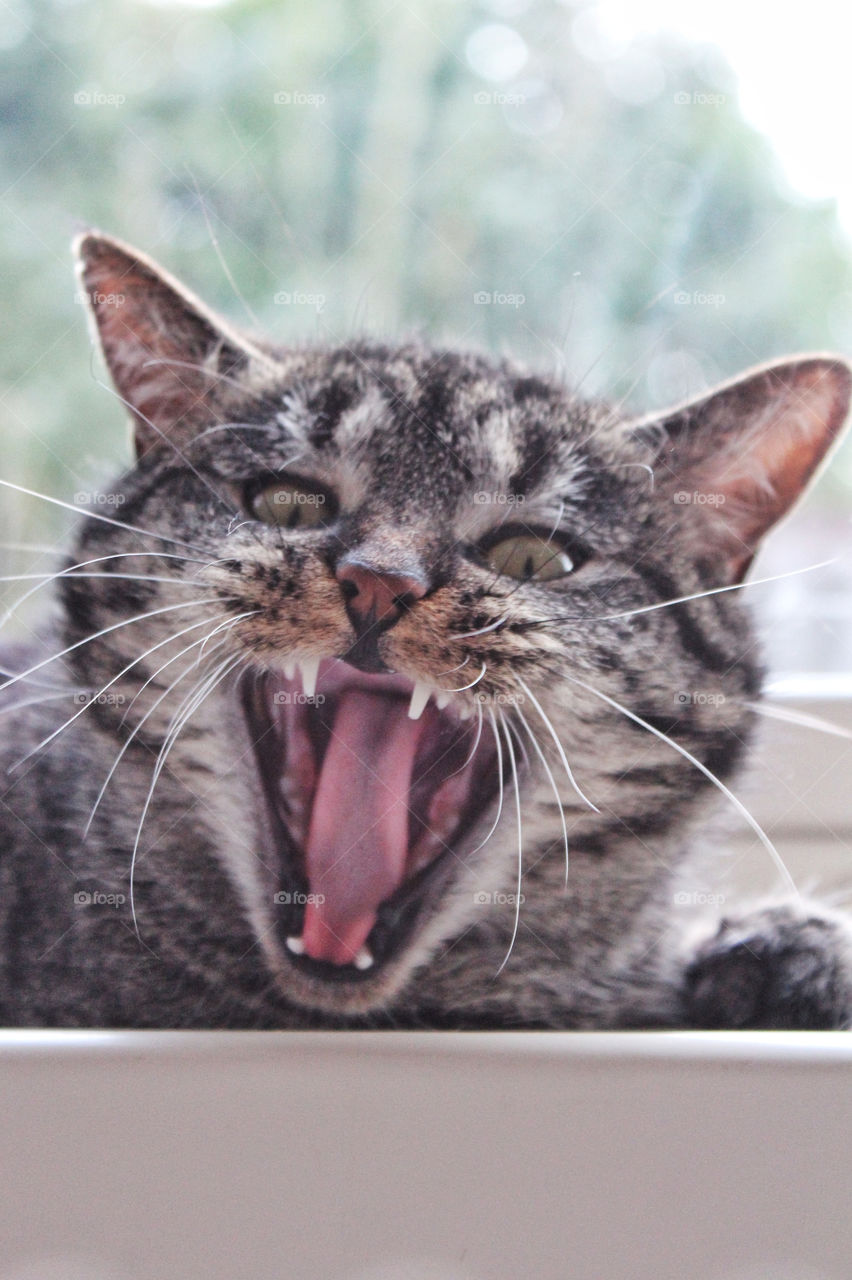 Screaming Cat