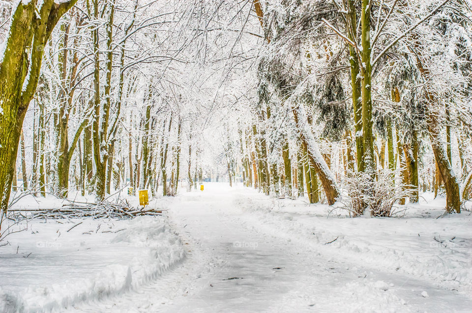 Snow covered trees in winter