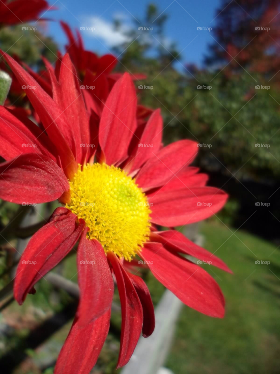 nature flower red daisy by jmh