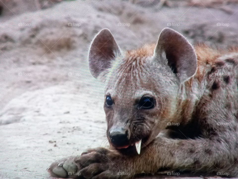 one hyena