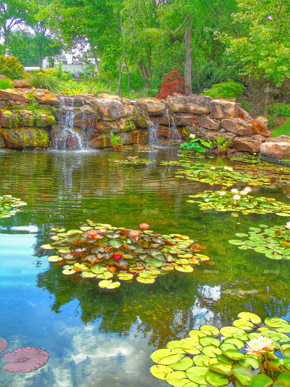 Lily pond