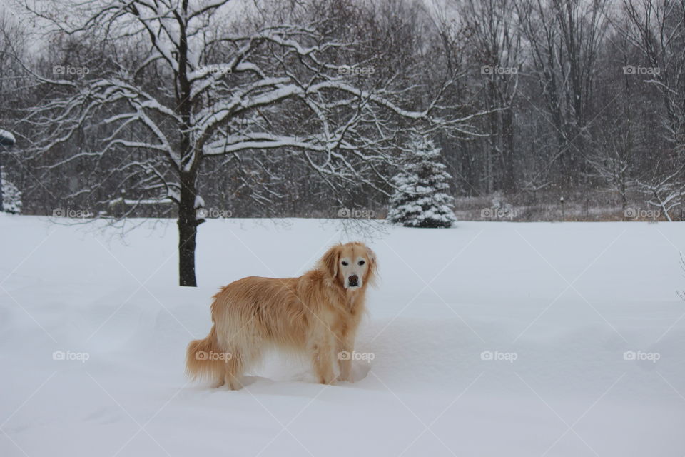 Throw the ball please!
