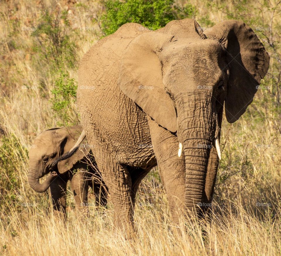 Pilanesberg, south africa wildlife