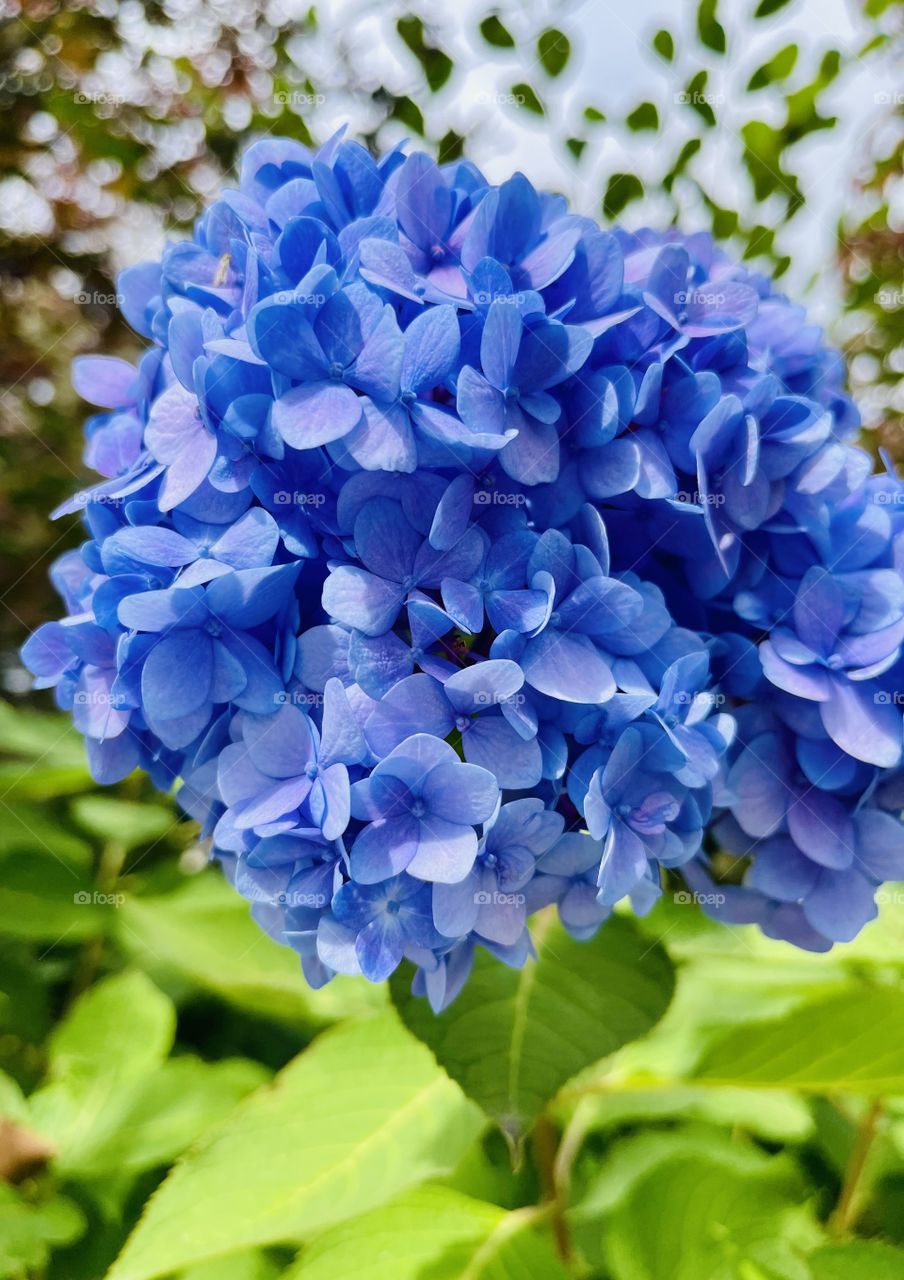 Hydrangea- This plant produces a showy display of beautiful flowers from early spring through fall. The blooms can be pink, blue, purple,red or white based on the pH level of the soil.