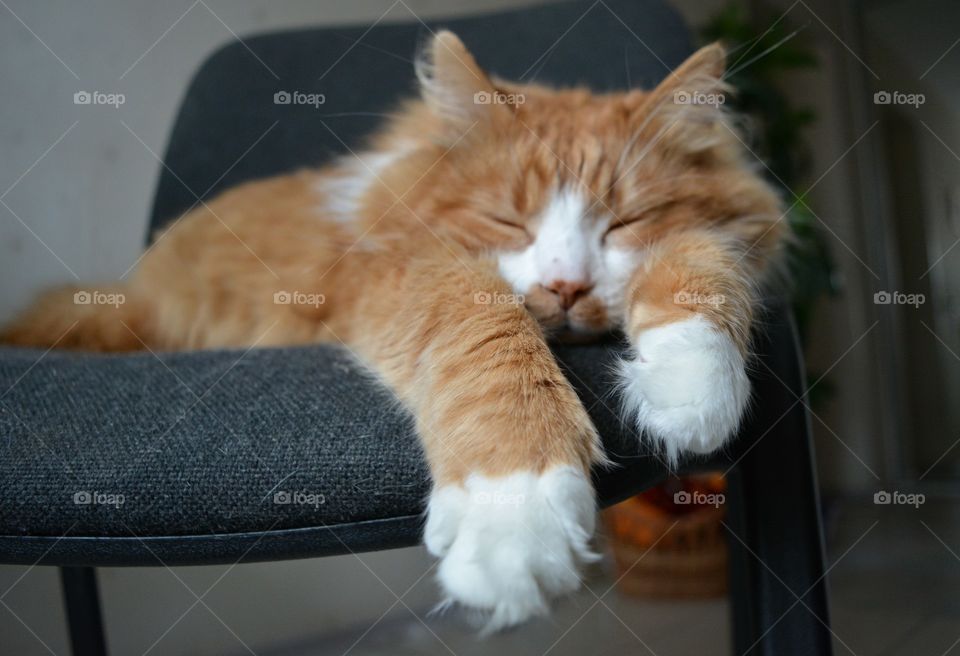 ginger cat pet sleep home fun