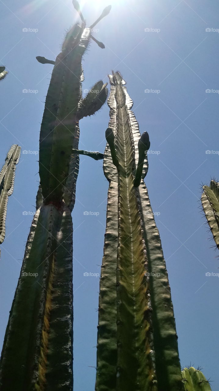 FOLIAGES, PLANTS, KAKTUS, FLOWER, GARDEN, IMAGE.