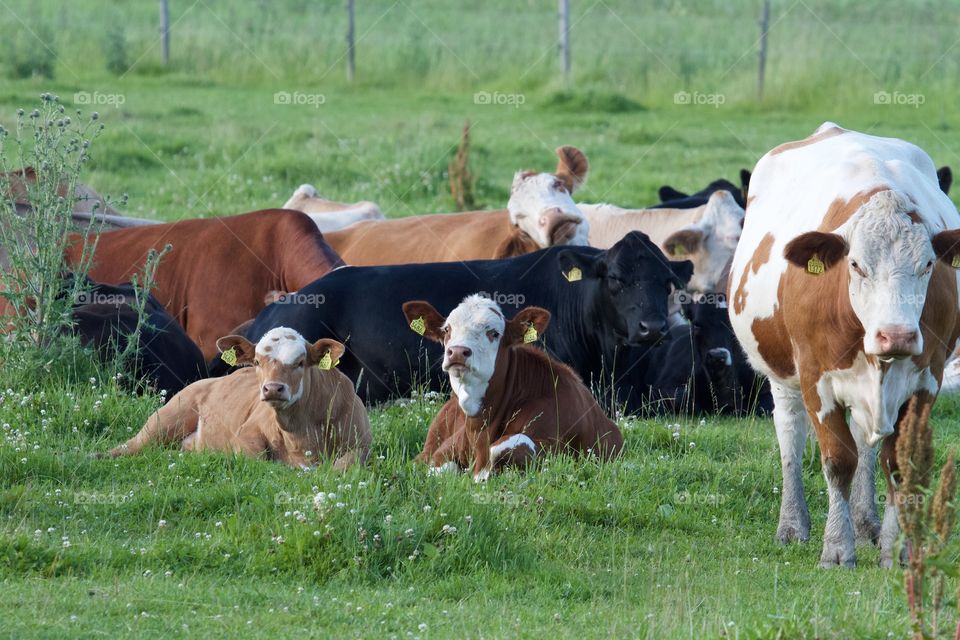 Cows on pasture . Cows on pasture 