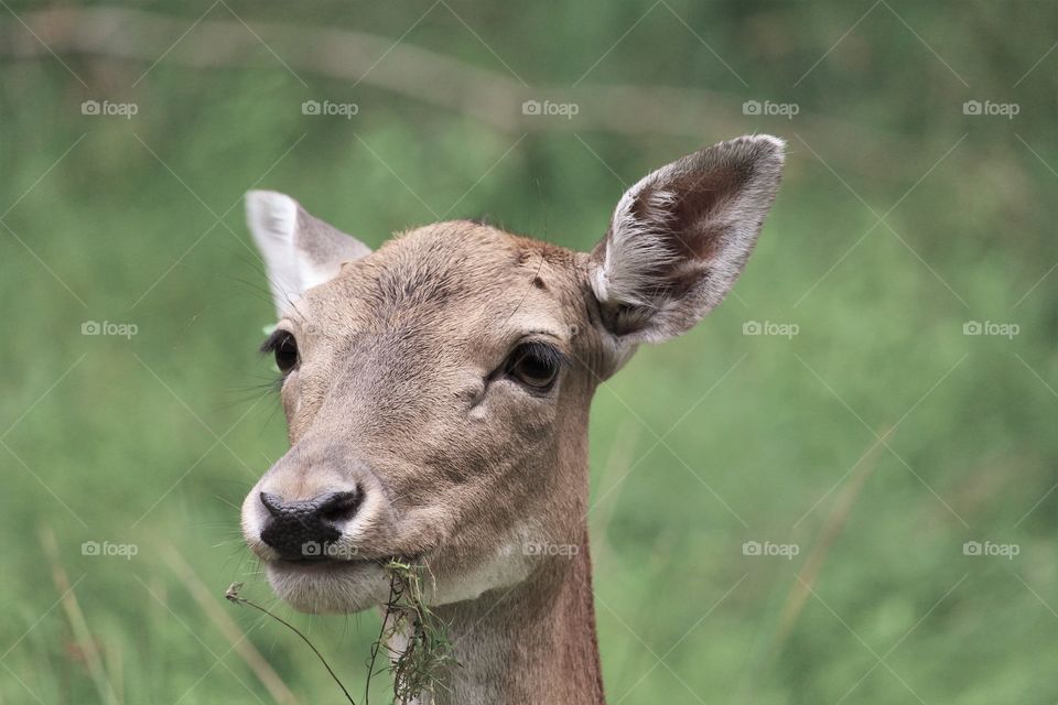 deer animal nature wildlife