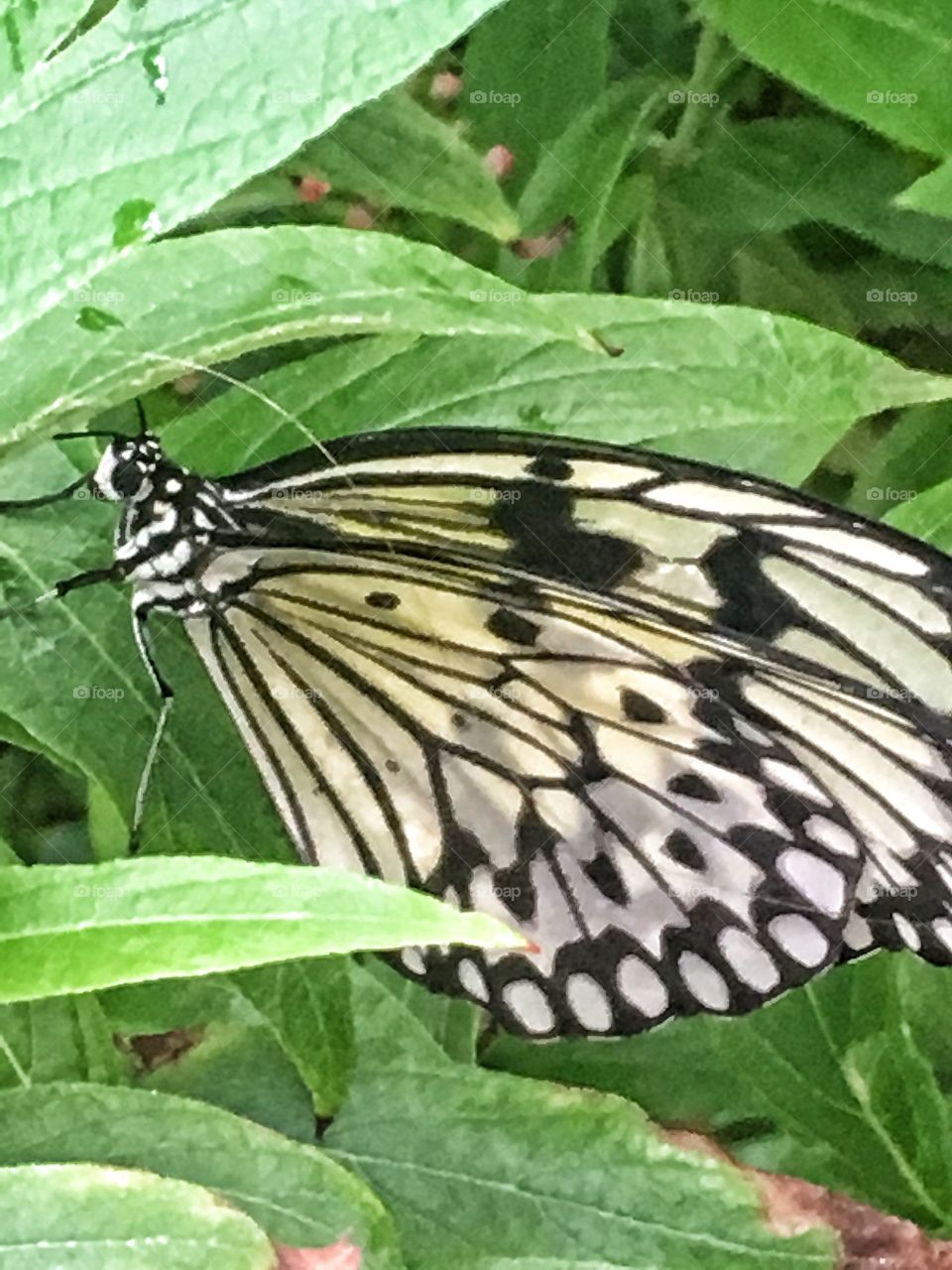 White and black butterfly 