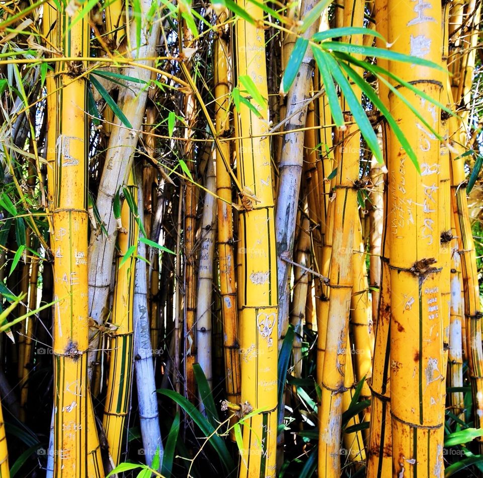 Yellow bamboo