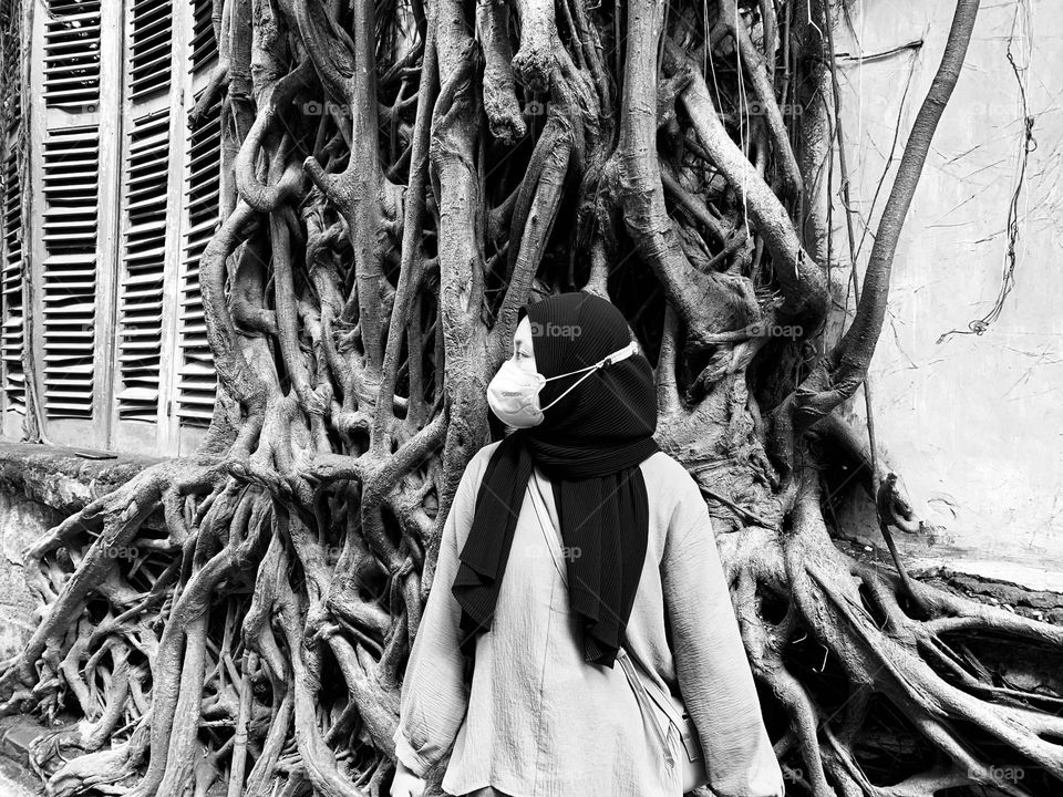 the mystery of the banyan tree roots