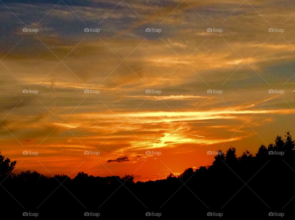 Silhouette of trees at sunet