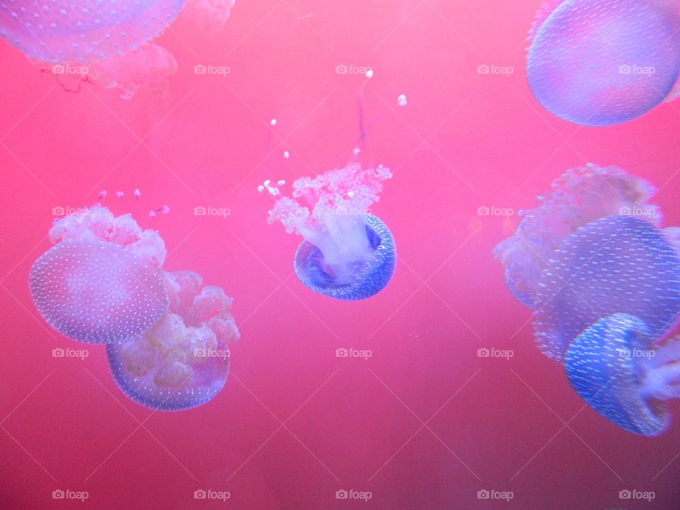 Jellyfish 