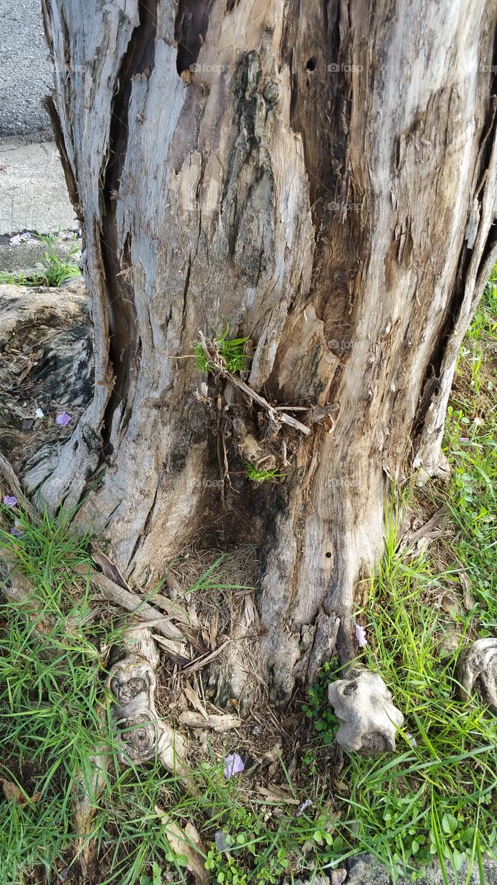 Tree trunk and roots
