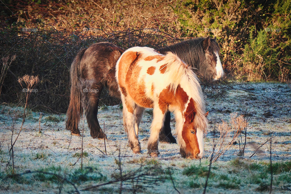 Horses on the pasture