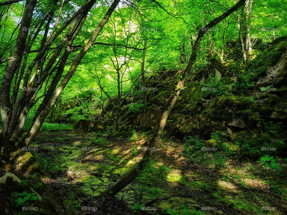 Green plant flower beauty nature greens outdoor horse wild portrait