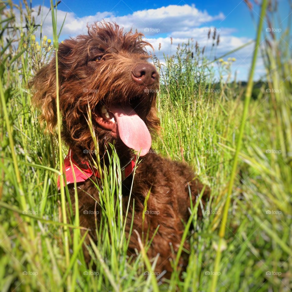 Labradoodle dog. Chocolate brown Labradoodle dog in long grass 