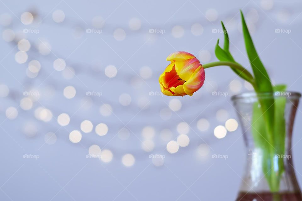 Top view of beautiful blooming flowers,  tulips in a vase at the table.  Spring time