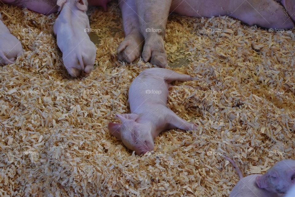 Pig at the fair