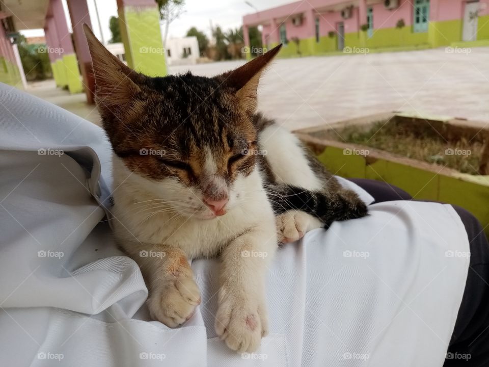 Just a few minutes this cat Will be my freind