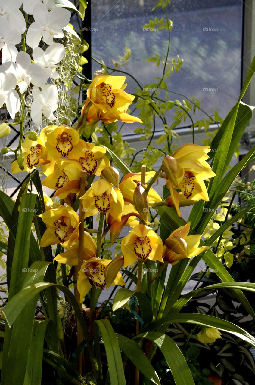Cymbidium Orchids