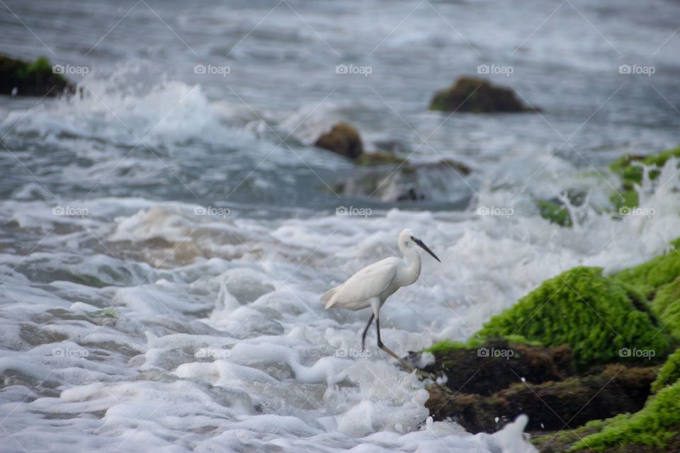 bird hunting on beach.