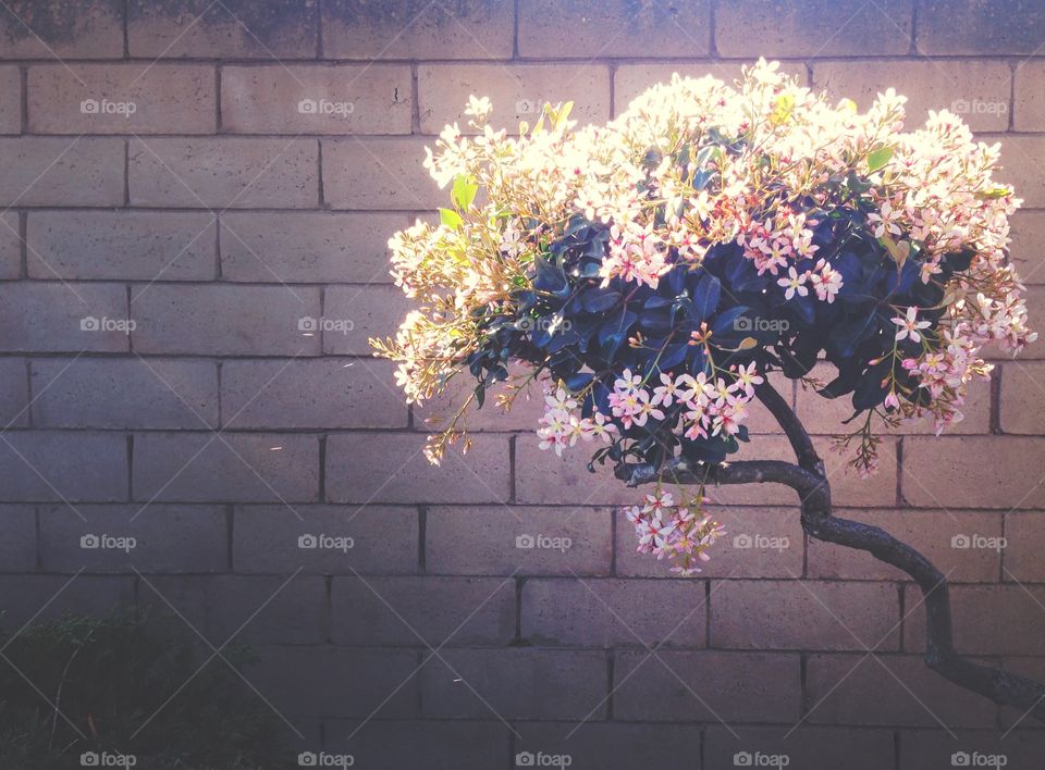 Flower tree against brick wall