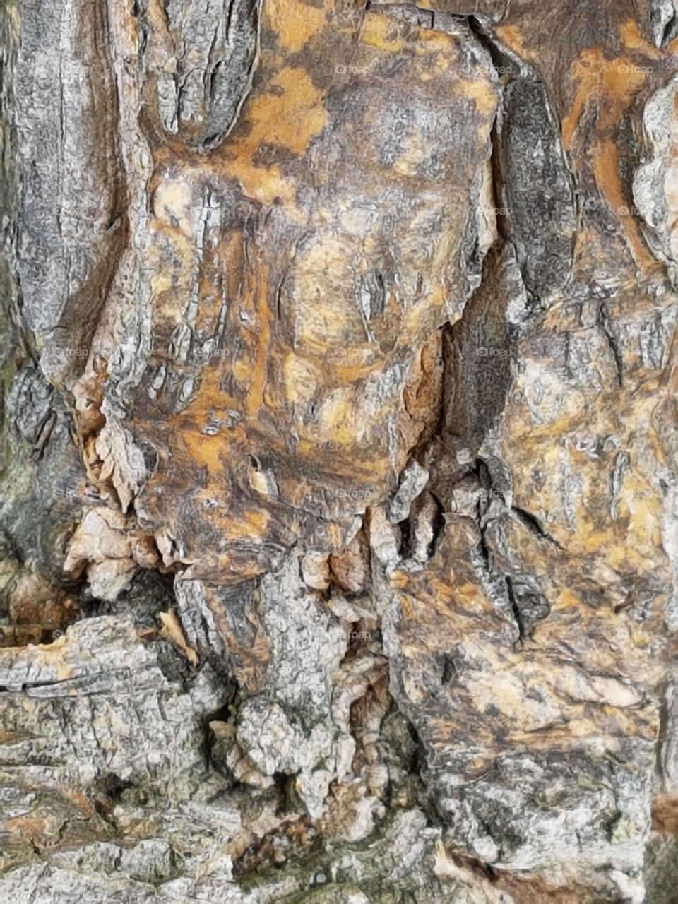 Rough background of bark