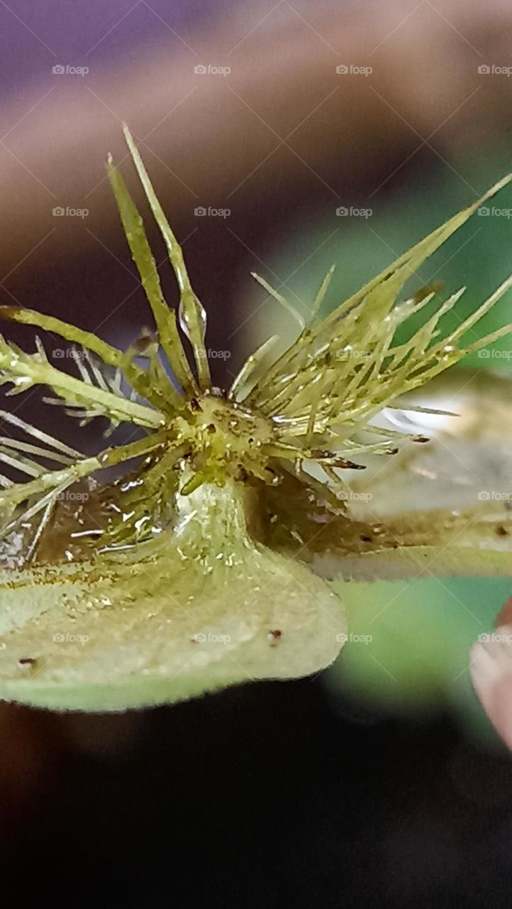 The water plant roots down side up and looks like a mustache.