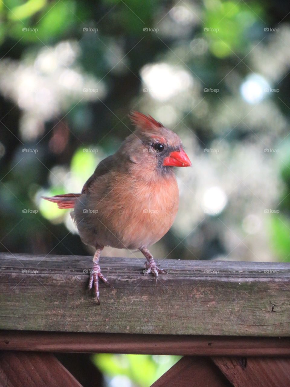 Cute female Cardinal takes rests on the fence