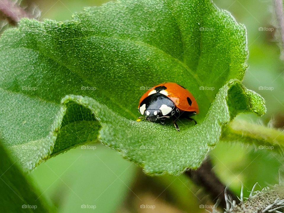 Springtime ladybug