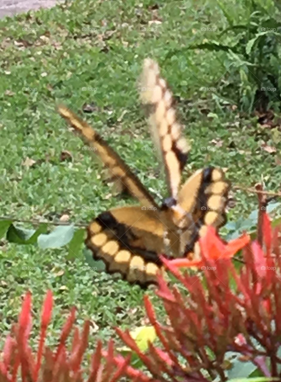 Tiger swallowtail butterfly in motion