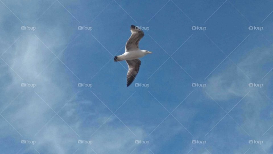 Beautiful flying seagul into foggy and blue sky.