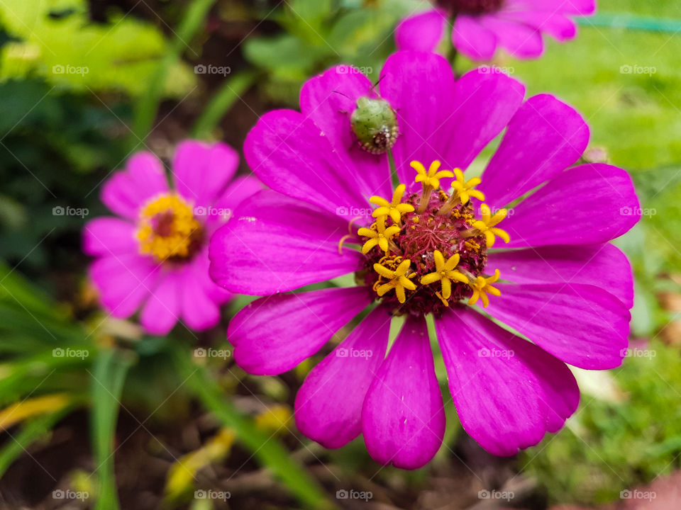 Pink and yellow flower during spring time