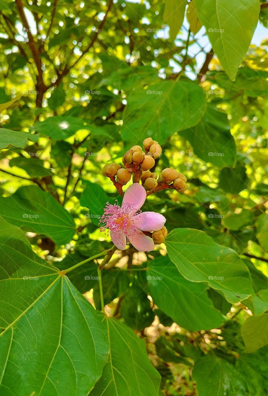This "grocery" with large, smooth, light, alternate, heart -shaped and inflorescences composed of many rosy or white flowers is the annatto, native to Tropical America, occurring between Guyanas and Brazil, more precisely in the state of Bahia.