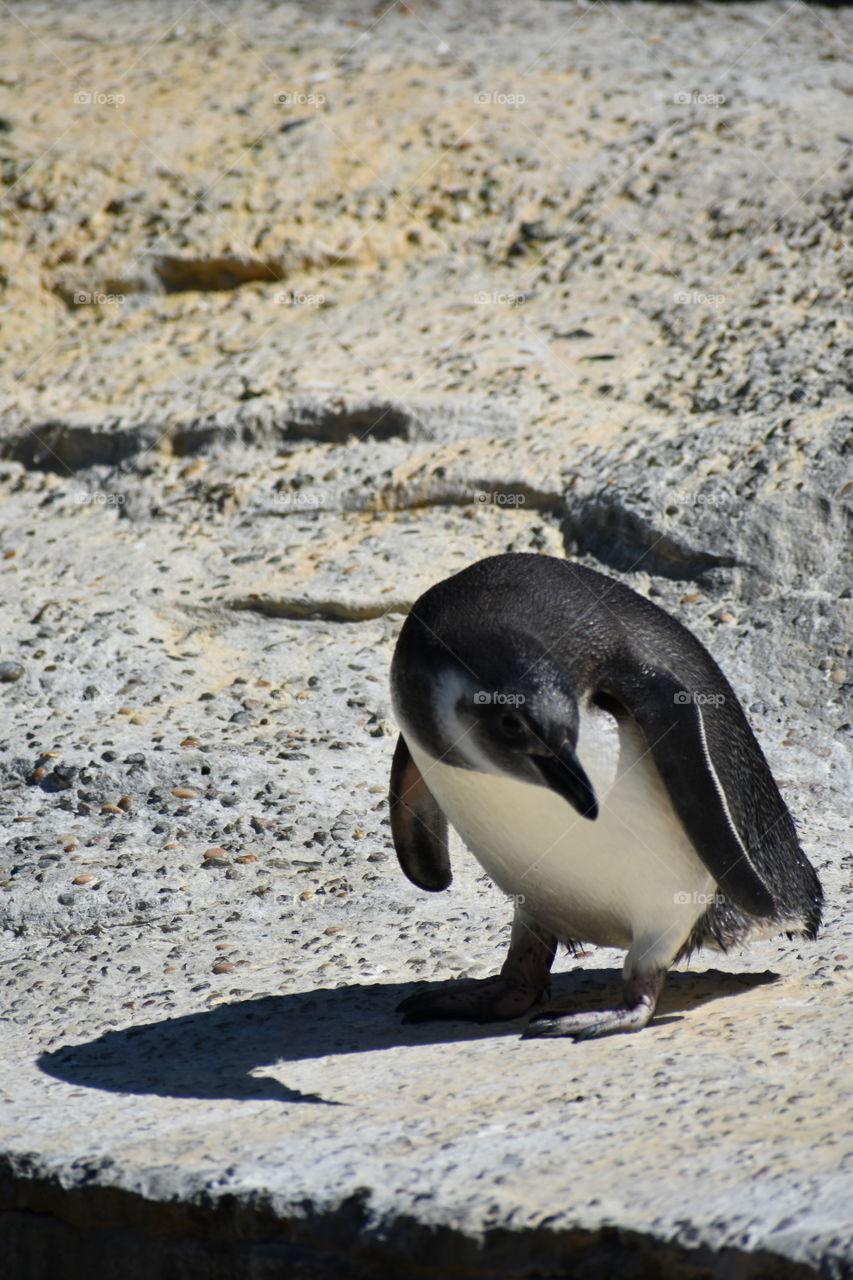 A smooth penguin contemplating a dive in the water.