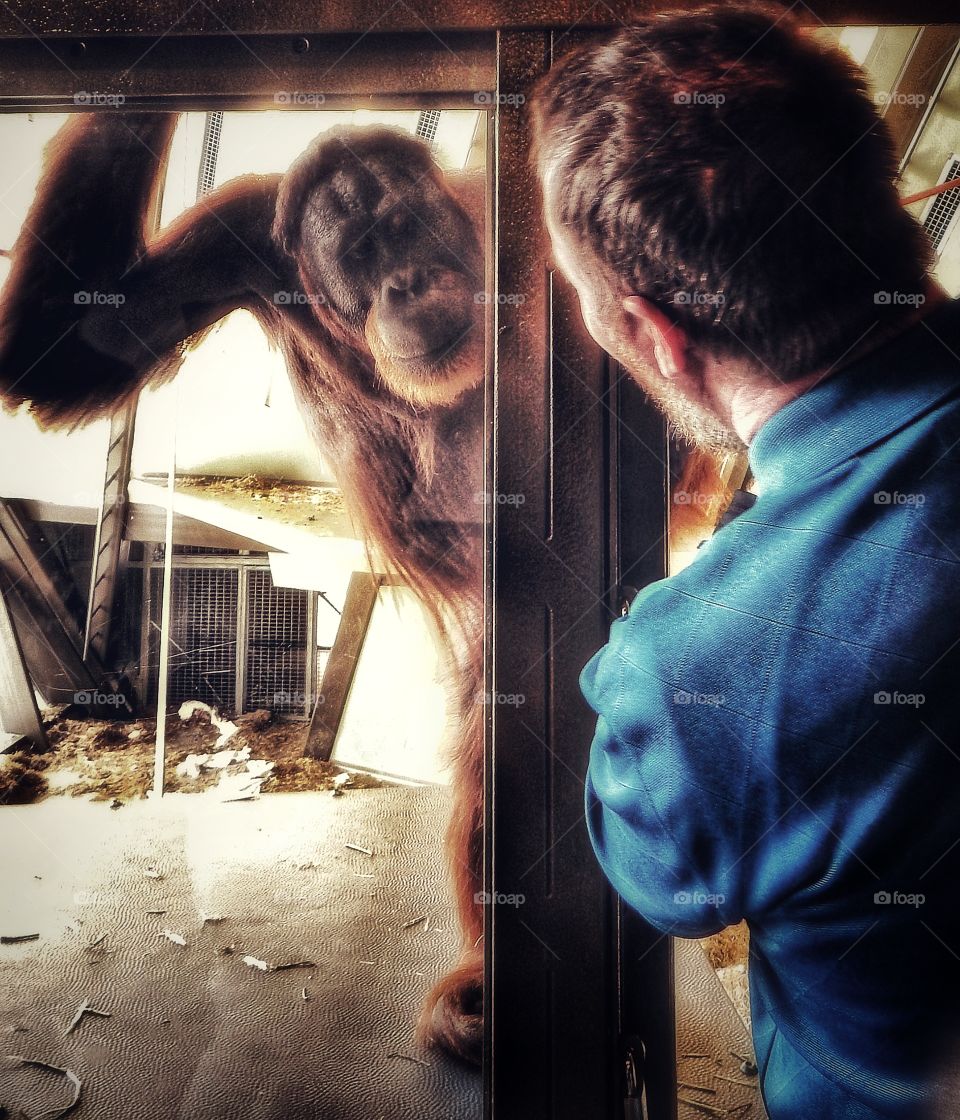orangutan and man face to face