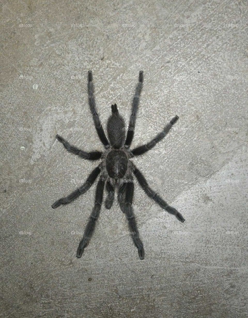 spider 555