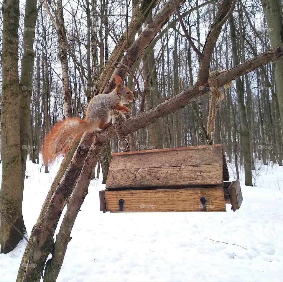 squirrel winter time